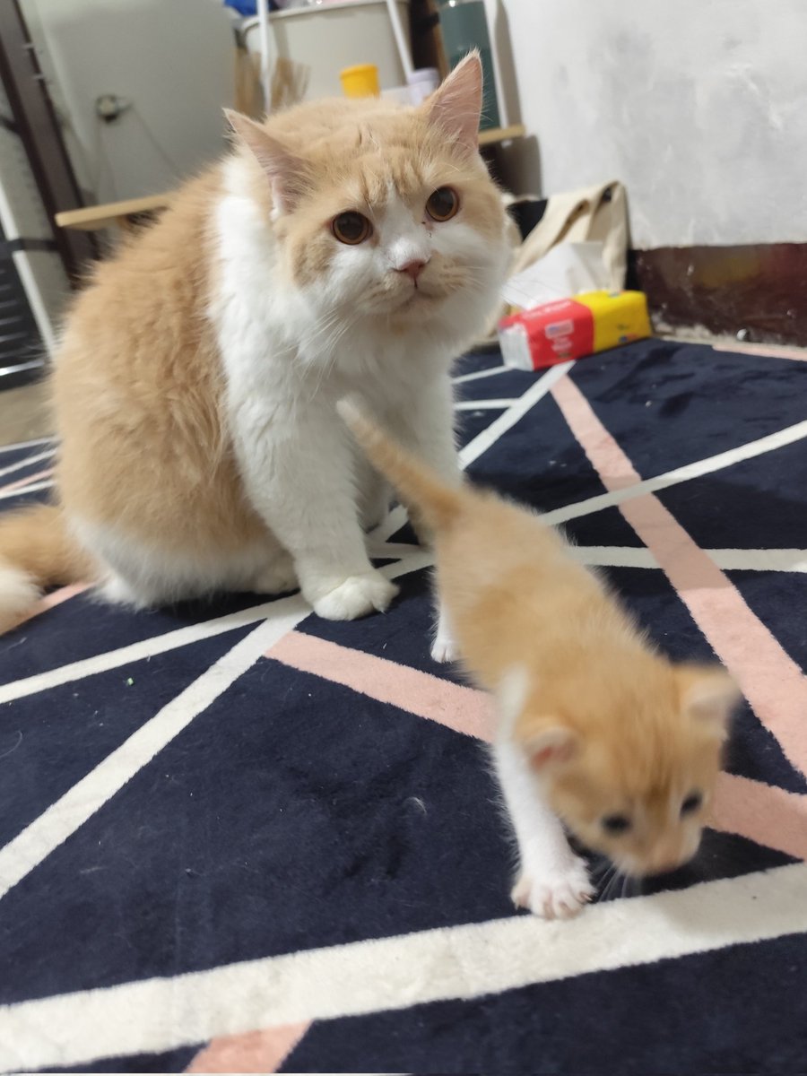 bucingsungguhan's tweet photo. Knp dia lari ia [bngung] https://t.co/WzGE546seJ