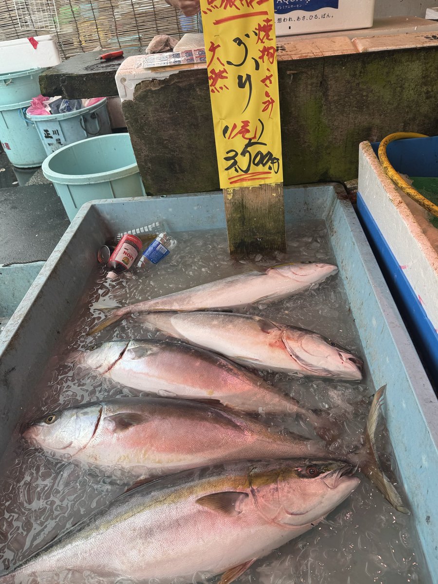 友達とプチ観光へ。お腹空き過ぎて海鮮丼の写真を撮るの忘れました。市場に並ぶ魚は美しく輝いています！宝石箱や〜　そして安い！