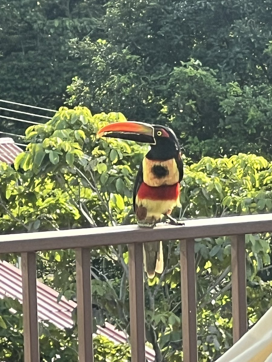 jampropulsion's tweet image. Had a special visitors this morning #CostaRica #toucan #tucan