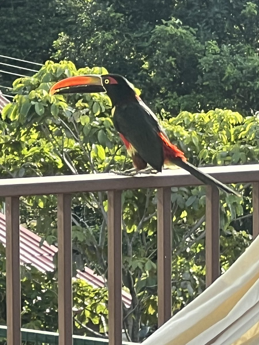jampropulsion's tweet image. Had a special visitors this morning #CostaRica #toucan #tucan