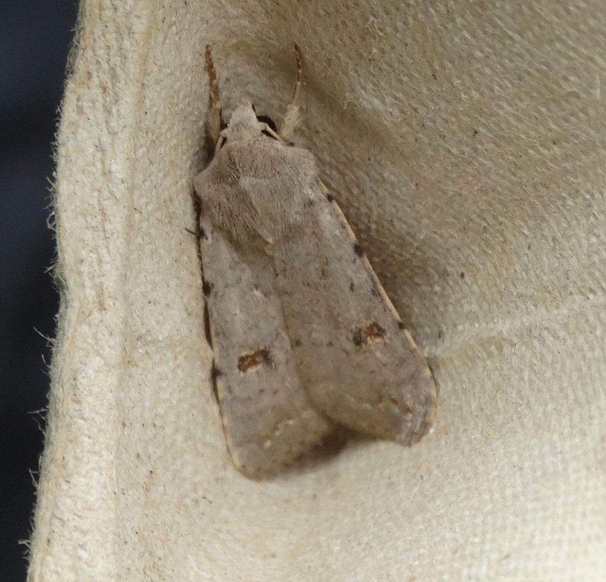 Clancy's Rustic according to the Norfolk Moths website is becoming an increasingly common migrant to Norfolk. They have turned up in a number of moths traps in recent days. #mothsmatter