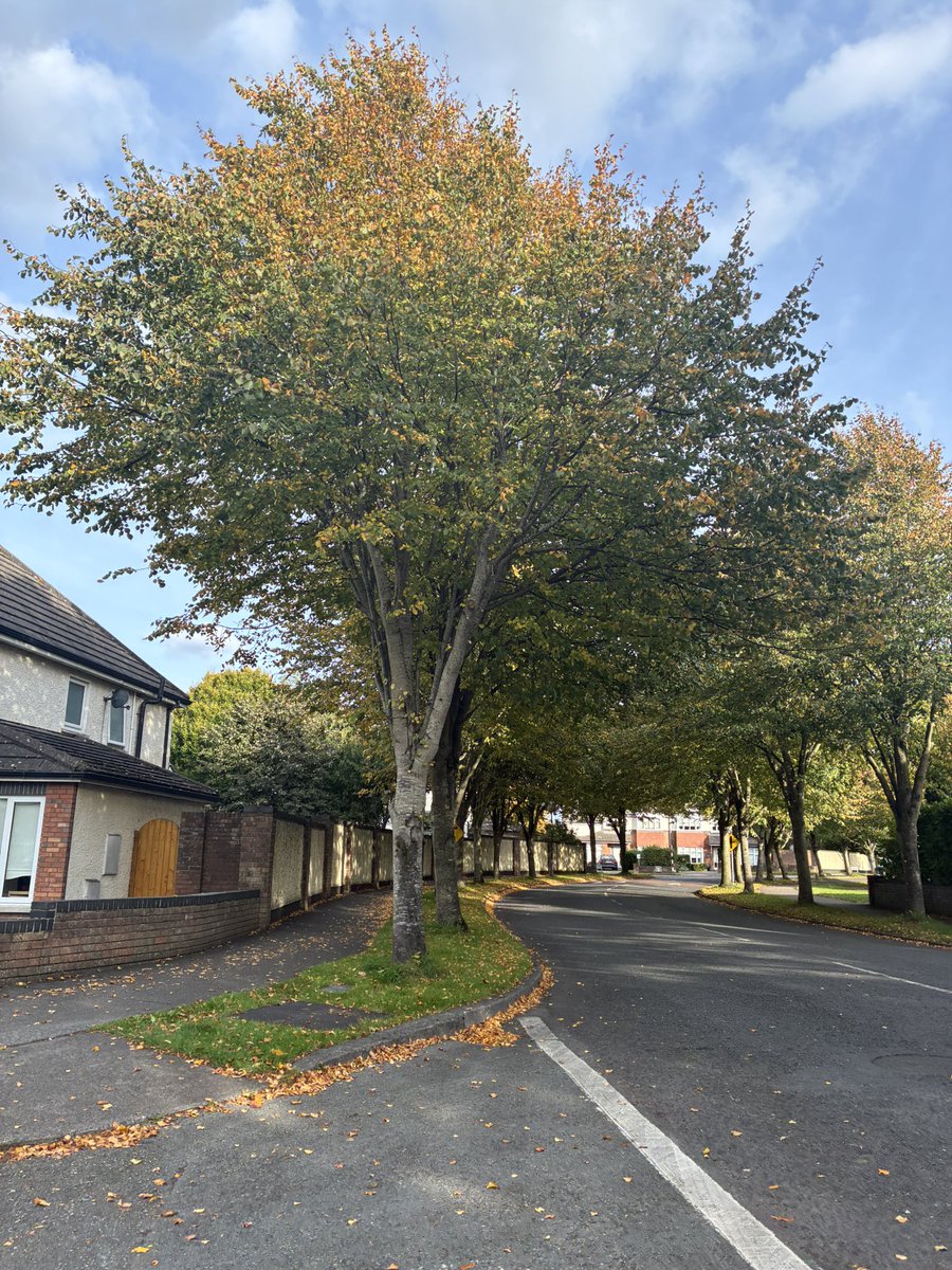 Denise Connolly Geraghty tweet media