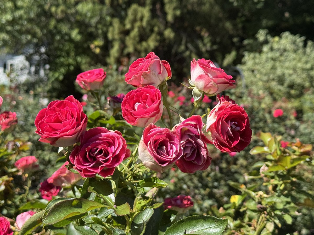 birdbud88's tweet photo. Fab Fall🌹blooms😍 #NaturePhotography #TwitterNatureCommunity #TwitterNaturePhotography #nature #NatureBeauty #FallRoses https://t.co/uh7CaGfkf3