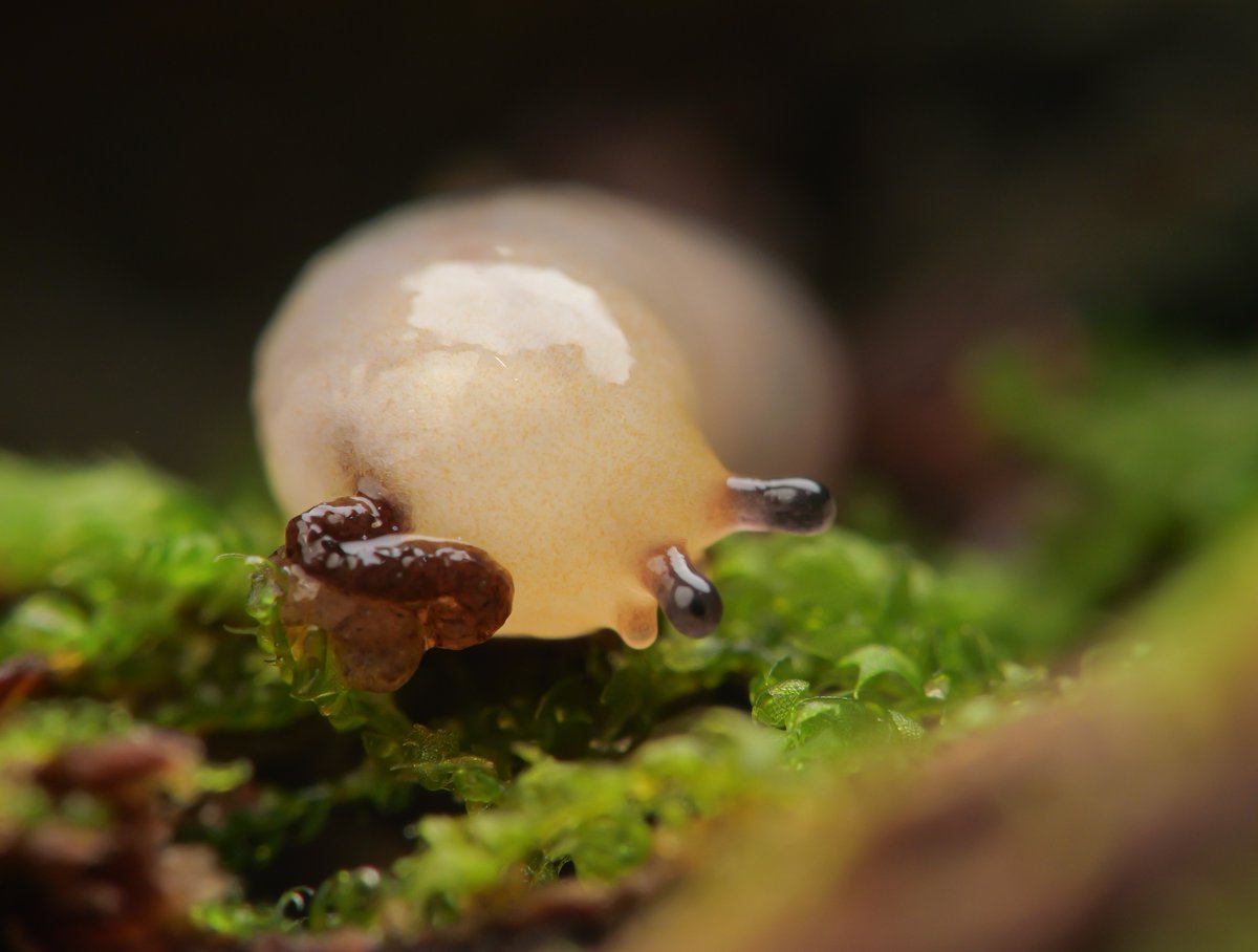 おまけでうんちしてるとこ
意外なとこに排泄口があるけど、顔の近くだからモリモリ出しちゃうと画的にちと困ることも…カタツムリの排泄口は殻口のとこらへんにあるので、ナメクジもその名残りでこの位置なのかな。