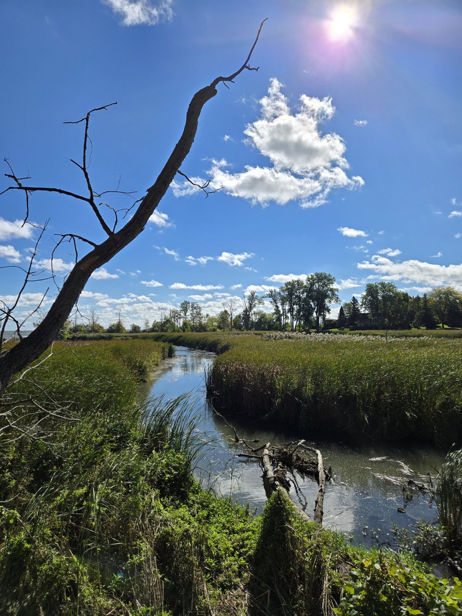 SojkaAnn's tweet photo. Rattray Marsh
#CVC_CA https://t.co/iYtsIvCu4q
