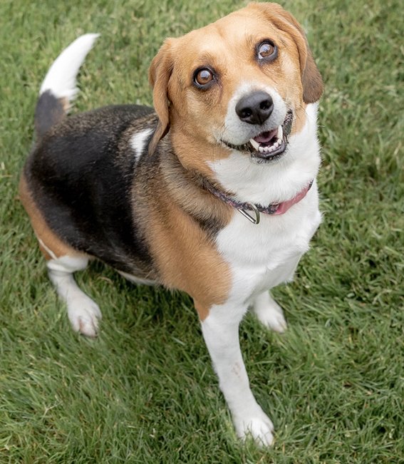 Happy #WorldAnimalDay! 🐾We're celebrating the incredible animals who fill our lives with love, companionship, and joy.

Also celebrating YOU, our social media followers! Thanks to your support, our #beagles find safety, healing, and their furever families.❤️