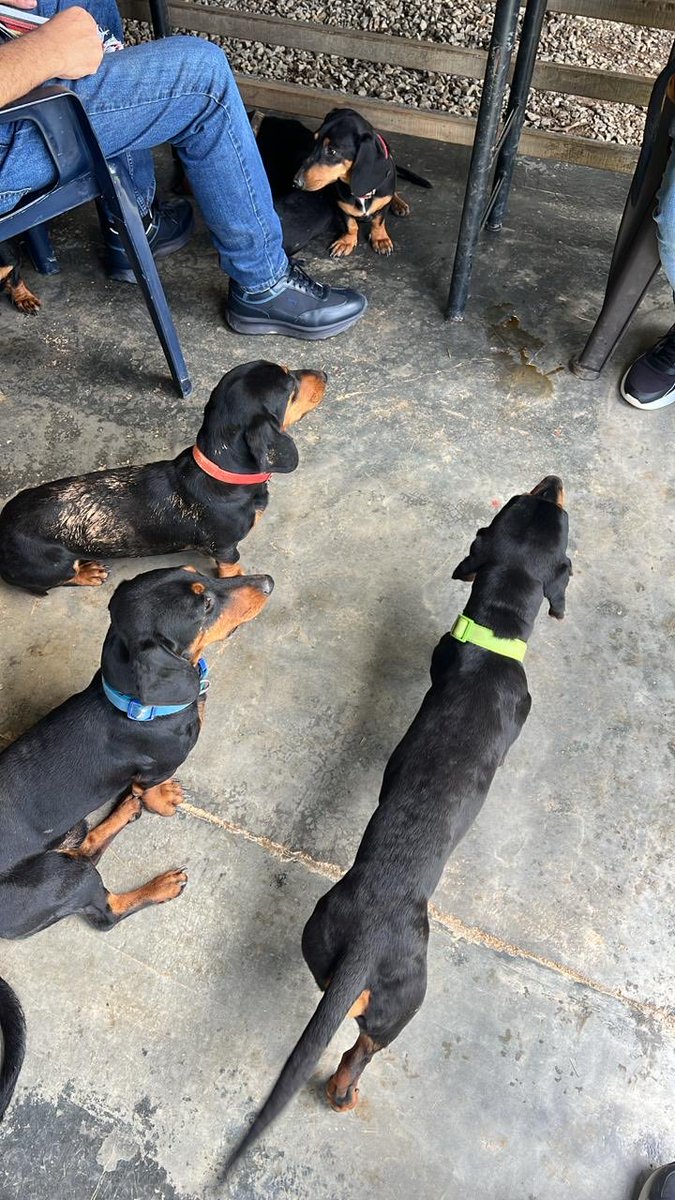 Naturaleza, sol y muchos perritos felices 🐶☀️

#TrabajandoPorAntioquia