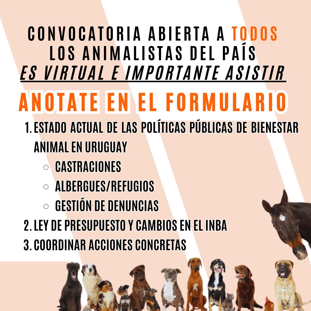 📢 El próximo 11 de octubre se llevará a cabo la Asamblea Nacional Animalista.
Es un momento clave para fortalecer nuestra voz colectiva e informarnos lo que está pasando.
Es abierta para todos los animalistas del país.
La participación de cada uno es fundamental.
👇🏻
