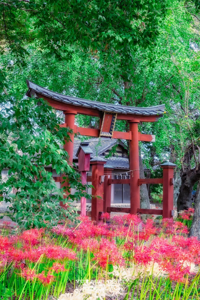 Yuji_48's tweet image. 熊谷市にある彼岸花に彩られた神社