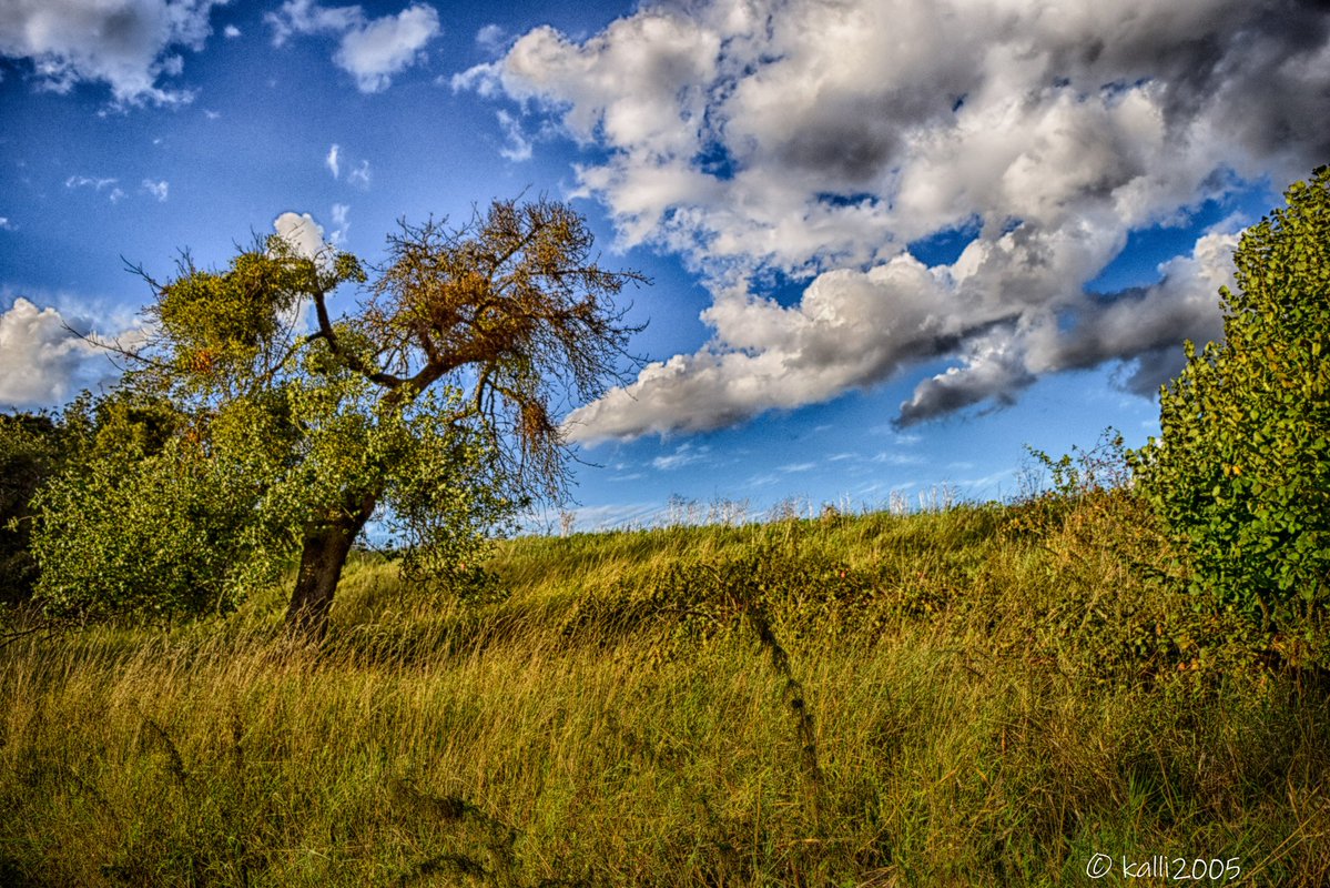 Kalli2005's tweet image. Untitled 2025-129
#NaturePhotography #clouds #tree