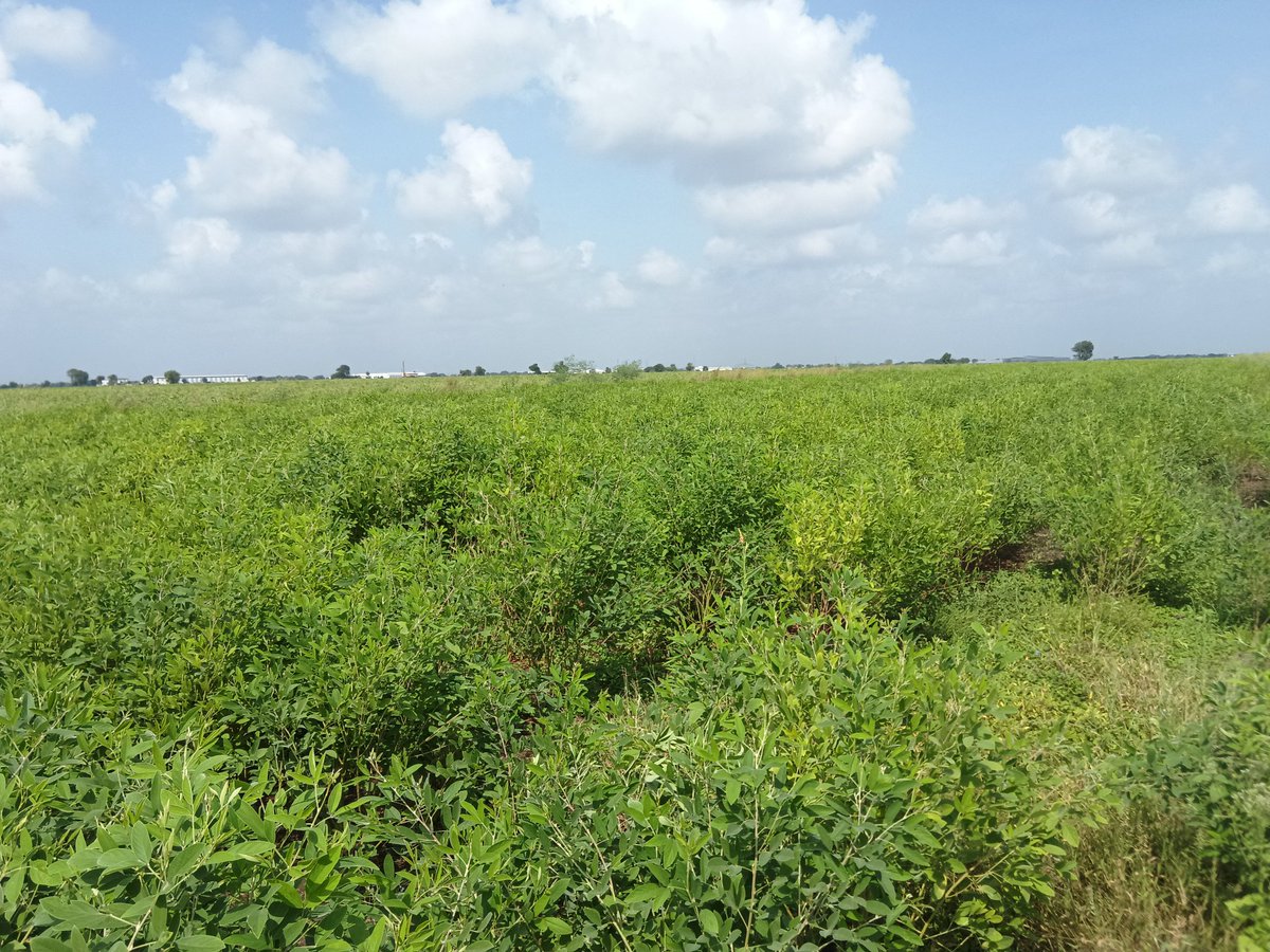 Alpeshsinh Padhariya tweet media