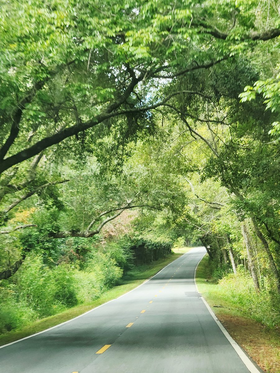 Went to a local country place for lunch and drove through these amazing canopy roads ❤️
