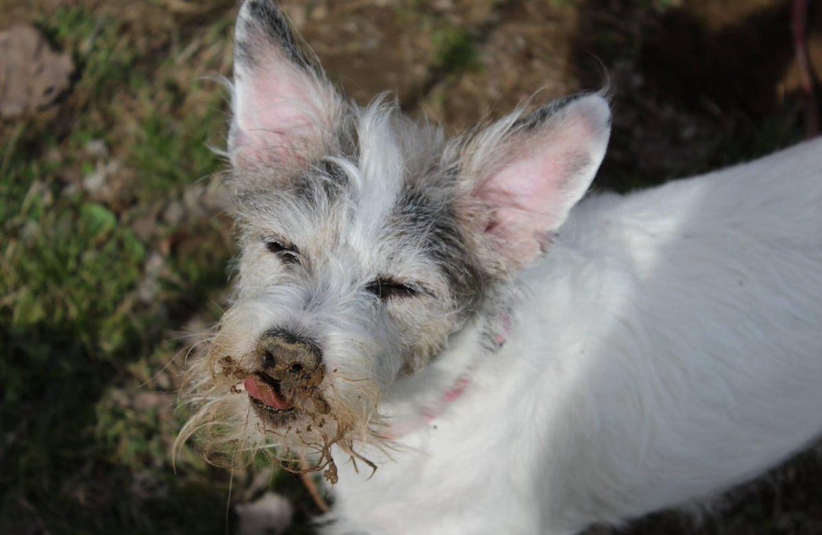 My baby girl got her wings this afternoon, 18 yrs together and a best friend that I’ll forever miss. I’m broken right now, so I’ll be taking some time away I love y’all. This one hurts