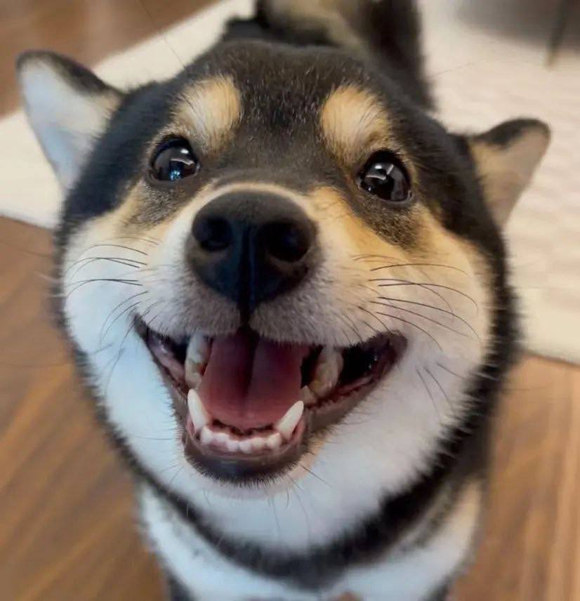 Cute Shiba Inu dog representing $MANYU meme token