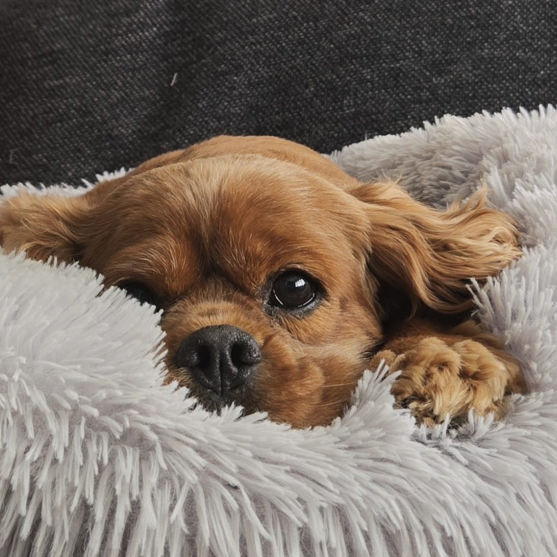 chester_friends's tweet image. #Cavpack 👋 👋 we've missed everyone ❤️❤️❤️❤️