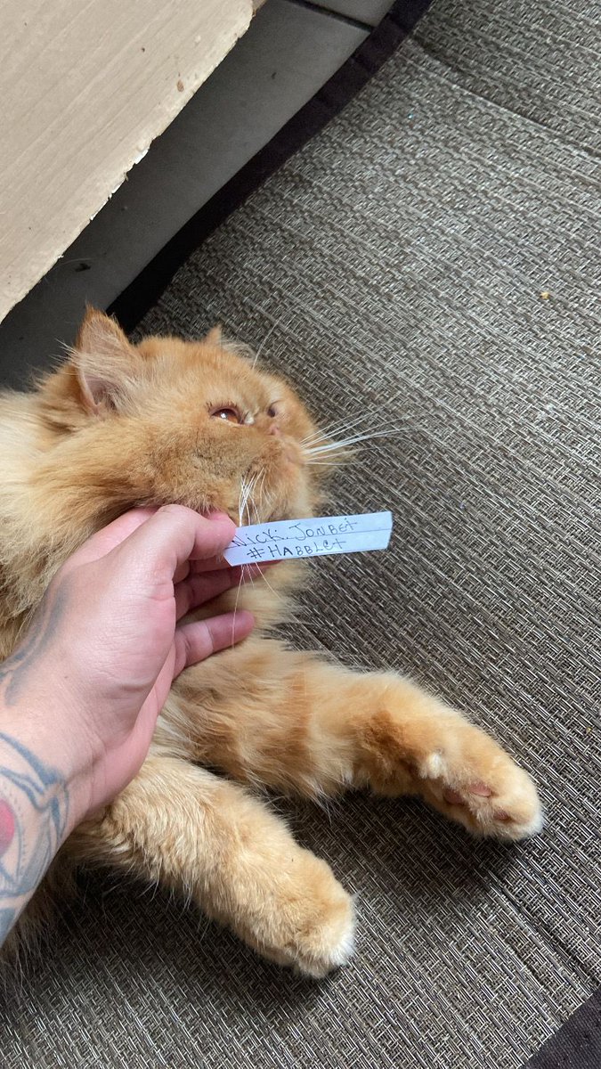 7jonhbt's tweet photo. @MeuHabblet Prazer sou Alvin, não sou o esquilo mas meu pai diz que sou terrível como ele. 🙀🐈‍⬛
@MeuHabblet https://t.co/4Bzf84iSJp