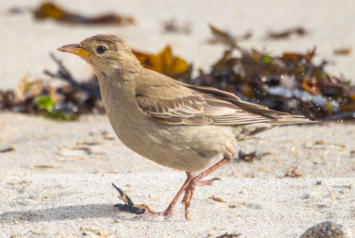 Peter Garrity tweet media