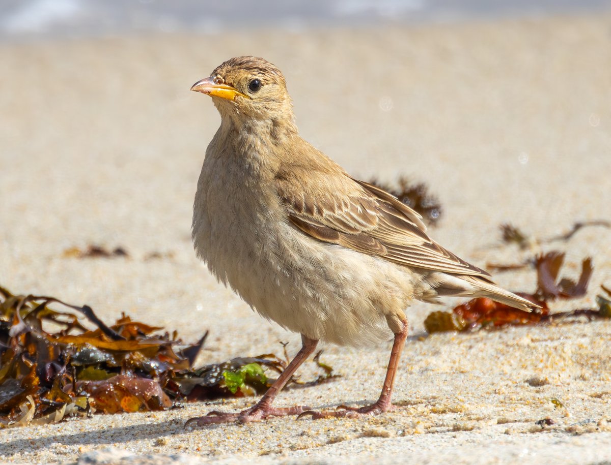 Peter Garrity tweet media