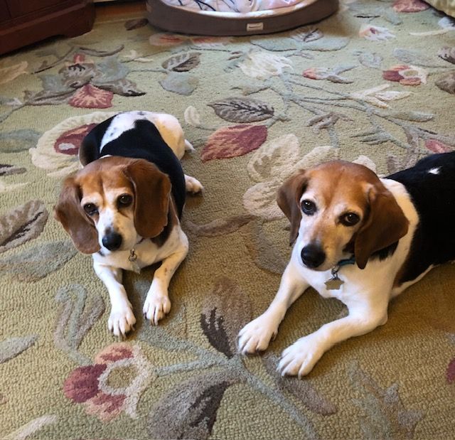 Just one more sleep until the biggest party for our furry, scaly, and feathered friends! 🎤🐶🐱 Join us tomorrow for the Pet Rock Festival—your ticket supports animal rescues across New England! Find all the info here: petrockfest.org
#PetRockFest #SupportRescue #dogsofX