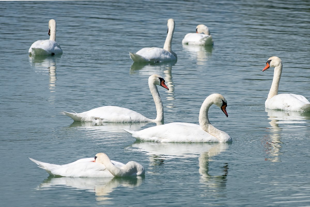 Swans