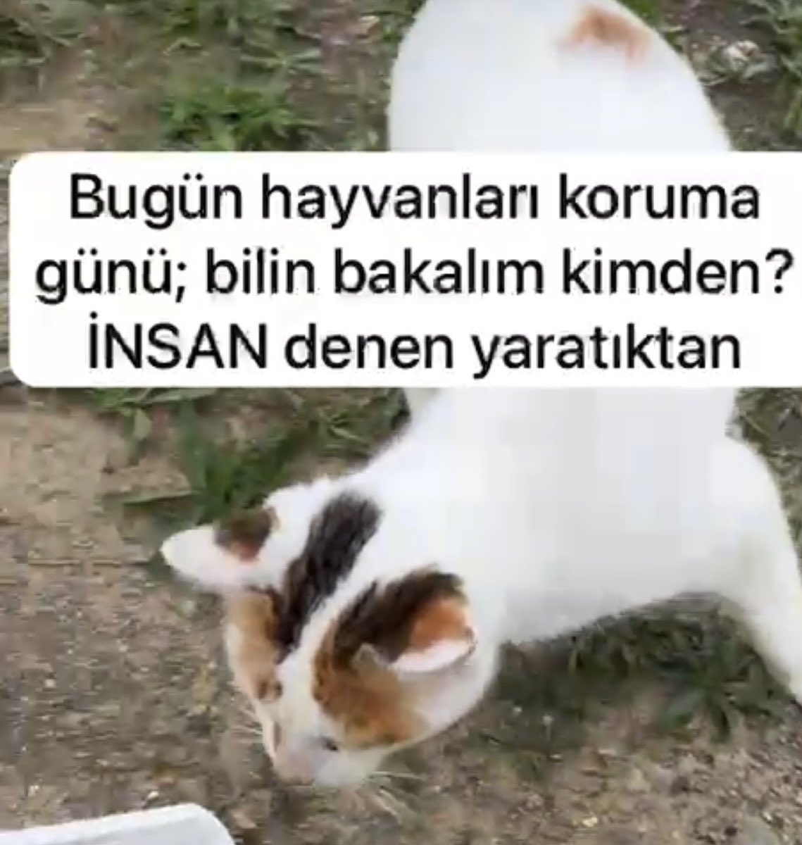 nlybah's tweet photo. @BeyazSirk @gazetory Beyin bedava, dünyanın en zararlı yaratığı… https://t.co/zT6bMLc5ZY