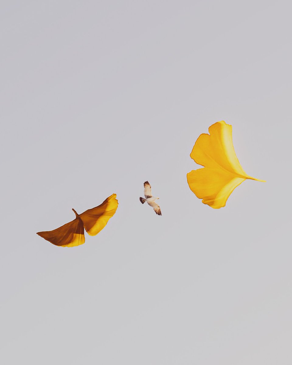 Norica VP tweet media