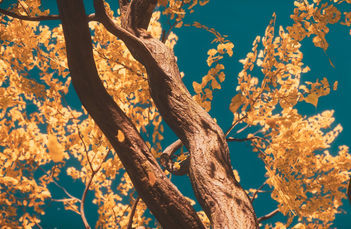 Norica VP tweet media