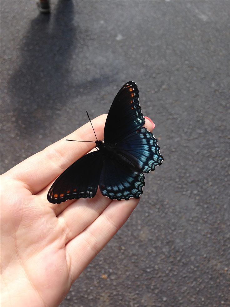 Tovulga's tweet photo. Benden yakışıklı kelebek.. 🦋 https://t.co/G14GgIHOMZ