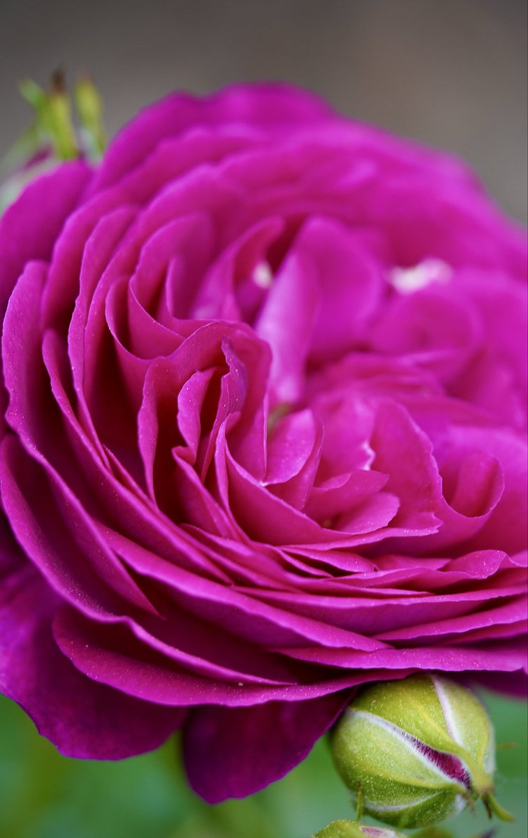 From silence to song - rose bud and full rose, side by side.