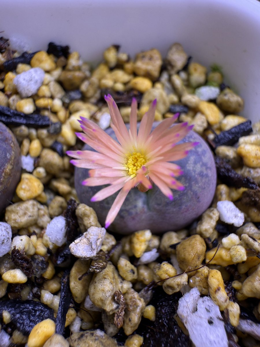 xiaoyaplants's tweet photo. 花の色可愛い💕
#コノフィツム
 #conophytum https://t.co/BNDVdWJ8QJ