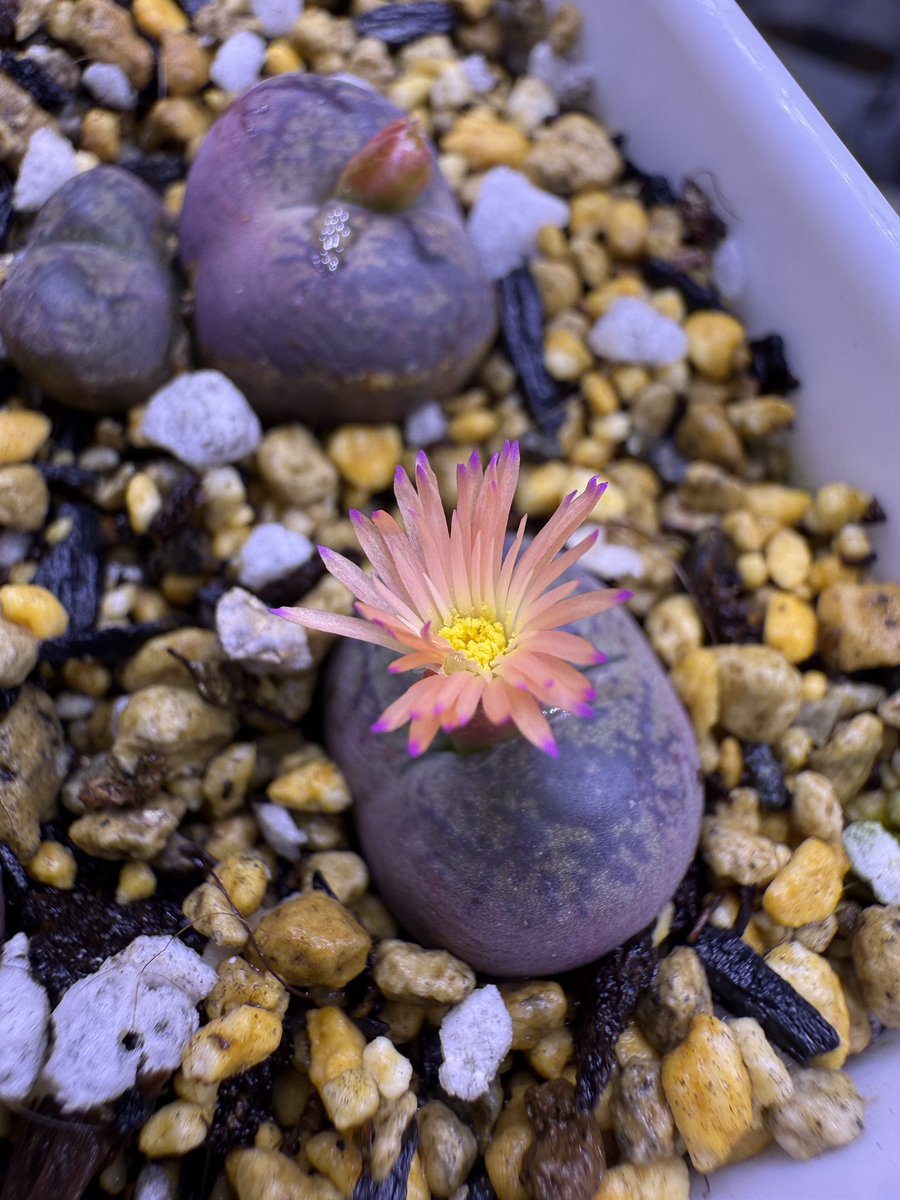 xiaoyaplants's tweet photo. 花の色可愛い💕
#コノフィツム
 #conophytum https://t.co/BNDVdWJ8QJ