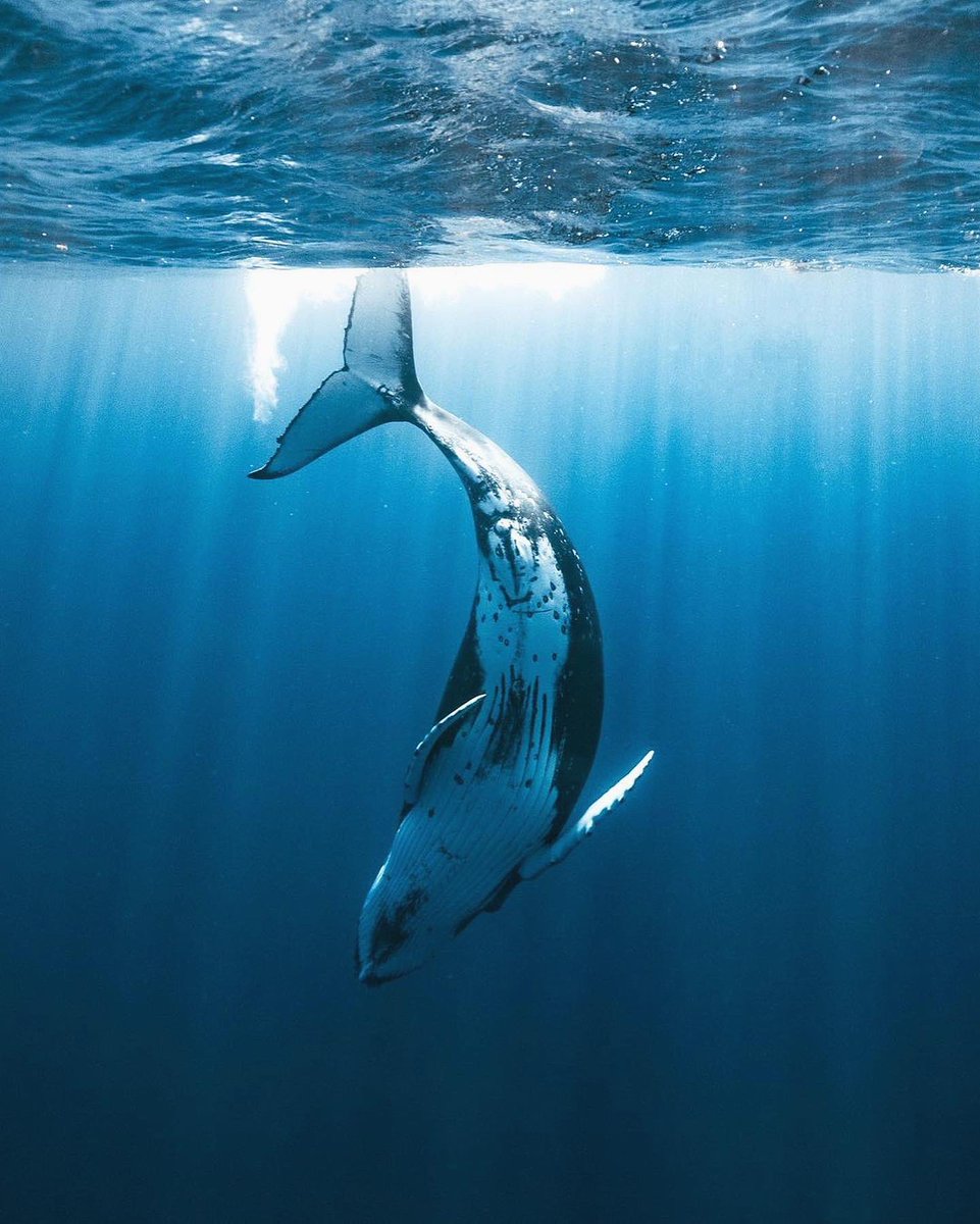 earthcurated's tweet photo. Mystical moments in the ocean. https://t.co/cEcGOfx9aQ