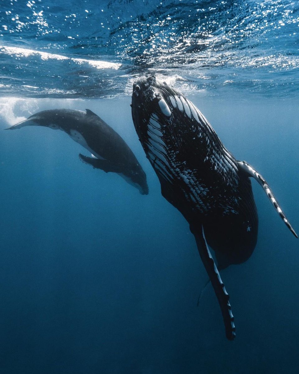 earthcurated's tweet photo. Mystical moments in the ocean. https://t.co/cEcGOfx9aQ