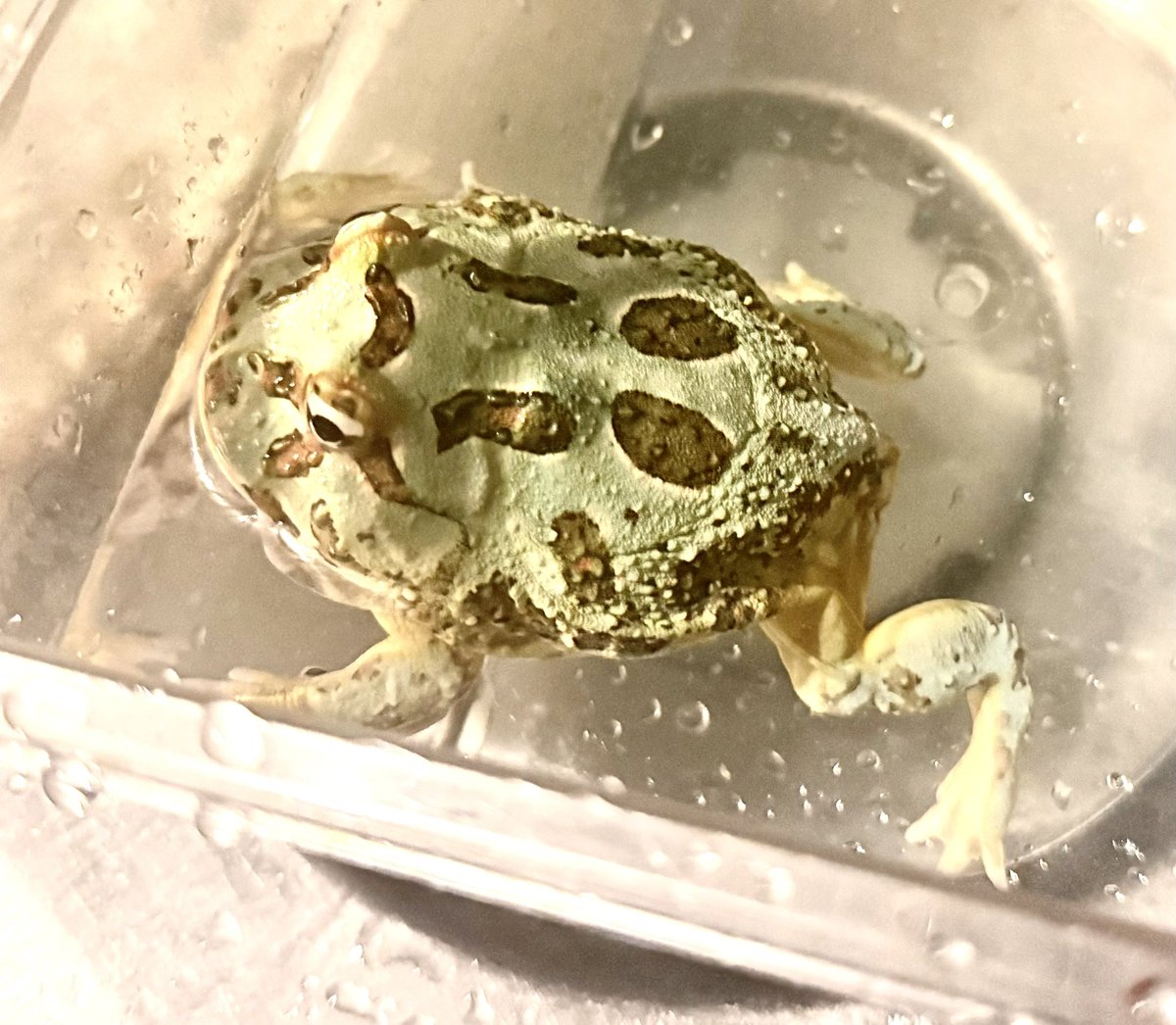 Rose_LD@ ⋆*❁*⋆ฺ。*🥀 tweet media