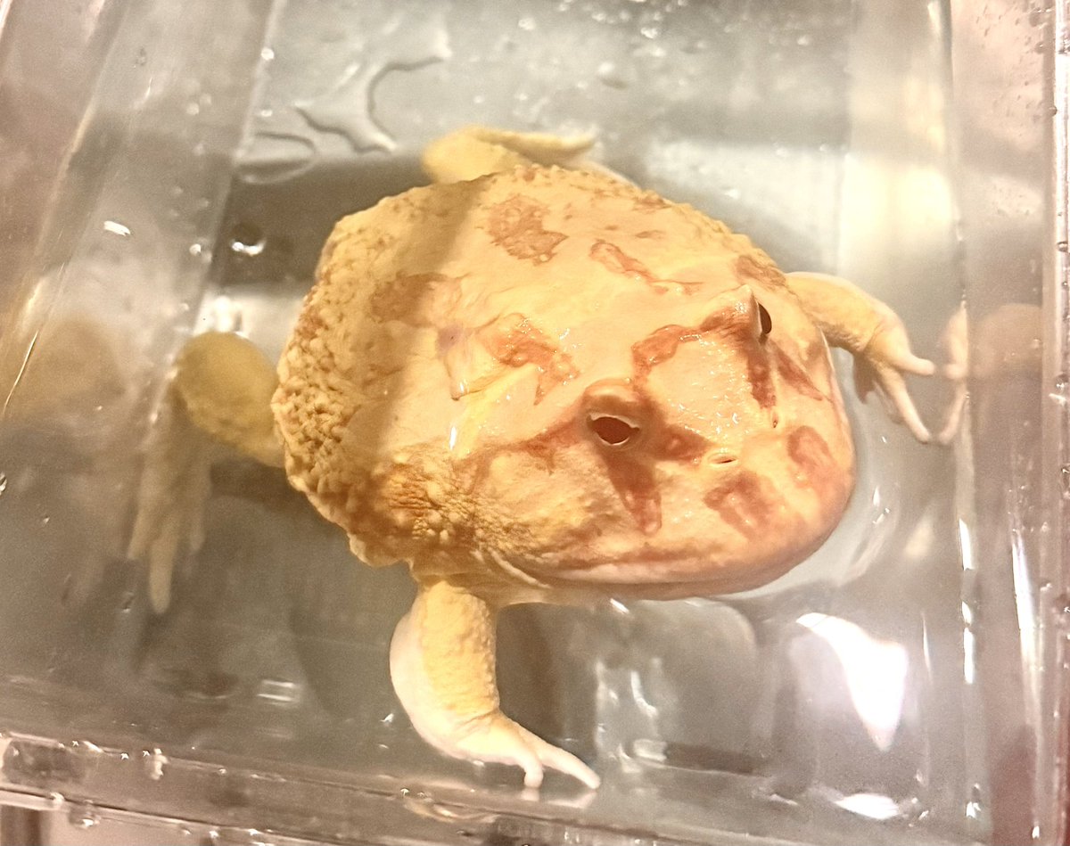 Rose_LD@ ⋆*❁*⋆ฺ。*🥀 tweet media