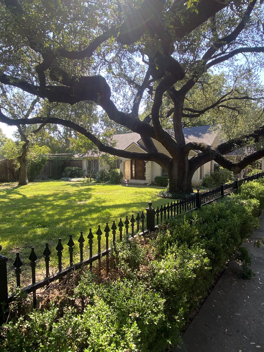 Victory_Turf's tweet image. A long time client purchased this home so I did an initial walk yesterday. Huge lot with lots of potential. Dallas has a reputation as being a bit bland but there are 100% cool properties tucked in here and there