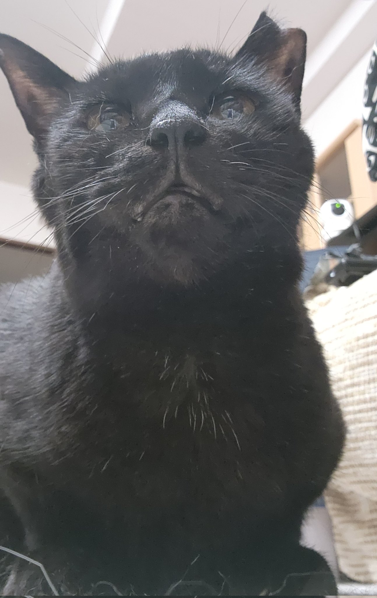 黒猫 2 愛桜 on X: 