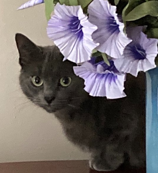 I met the cat-who-hates-me yesterday for the first time since she was spayed, and she was perfectly friendly. Her personality has transformed. She now likes people (but still kills mice) Is there a larger lesson here?