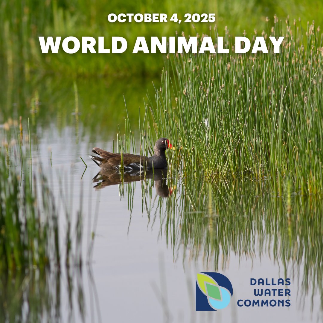 DallasCommons's tweet photo. #WorldAnimalDay #DallasWaterCommons #DallasCommons #TheCommons #education #citypark #waterconservation #Sustainability #environment #wetlands #urbanplanning #Parks #DallasParksCoalition #waterlab #urbanwater #nature #NatureOfUrbanWater #texasrunsonwater https://t.co/XLKcydbikq