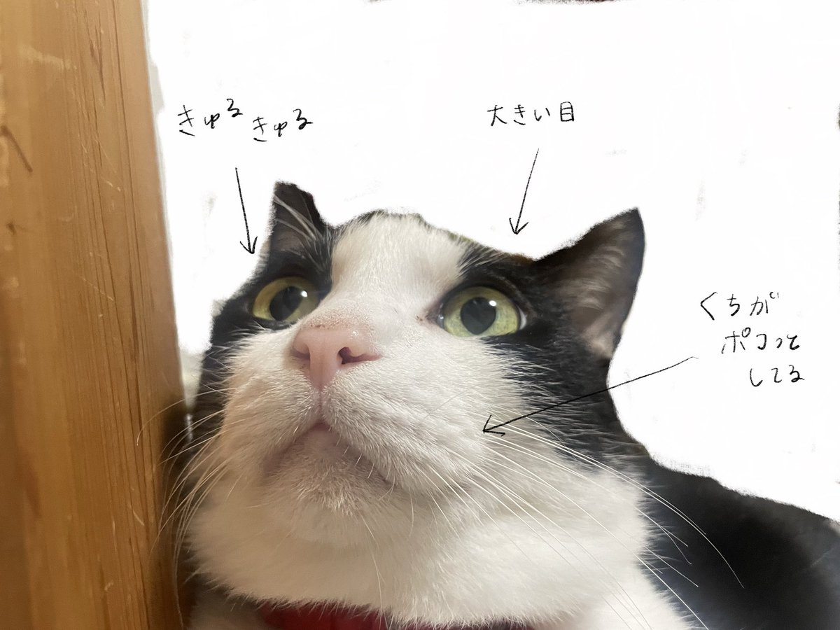 のなか海　書籍発売😽 tweet media