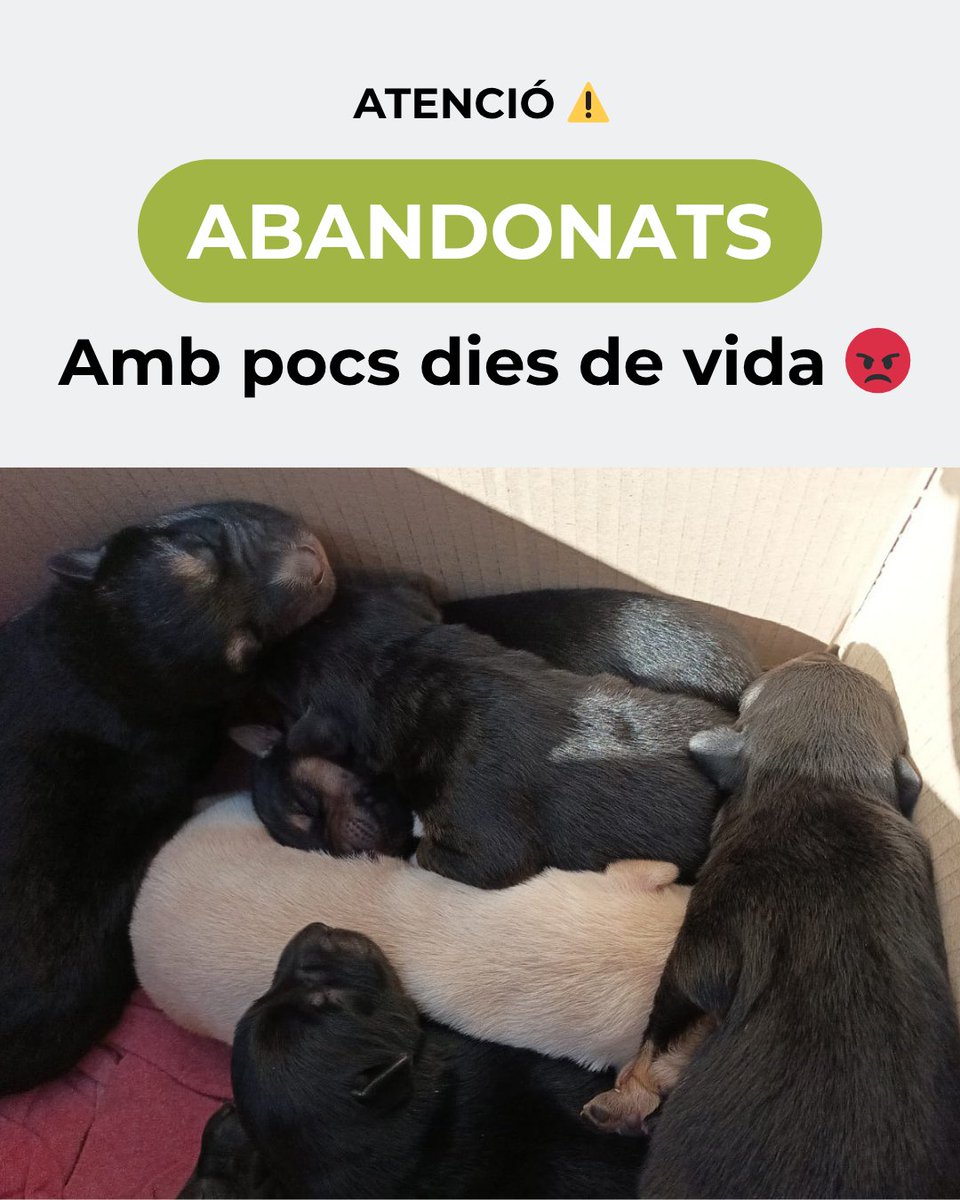 OsonaProtectora's tweet photo. NOU ABANDONAMENT 😡. Aquests gossets d’aproximadament una setmana de vida s’han abandonat, presumptament, en un costat de la carretera de Vic a Gurb dins d’una capsa de cartró tal com veieu. 

Aquest fet s’està investigant, després de posar la denúncia corresponent.

ADOPCIÓ 👇🏼 https://t.co/fbqGu3RTvU