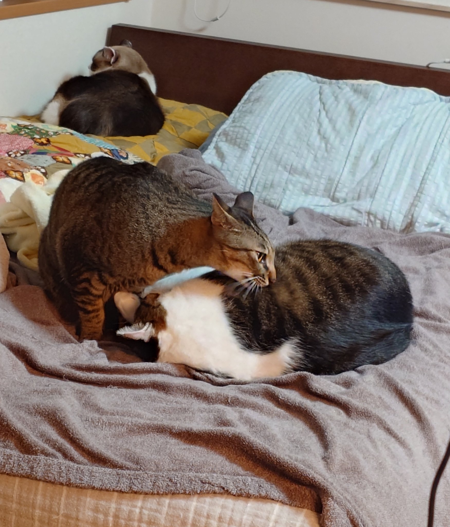 ちびすけ ちびすけ。 (@cbsk1327) • Instagram photos and videos