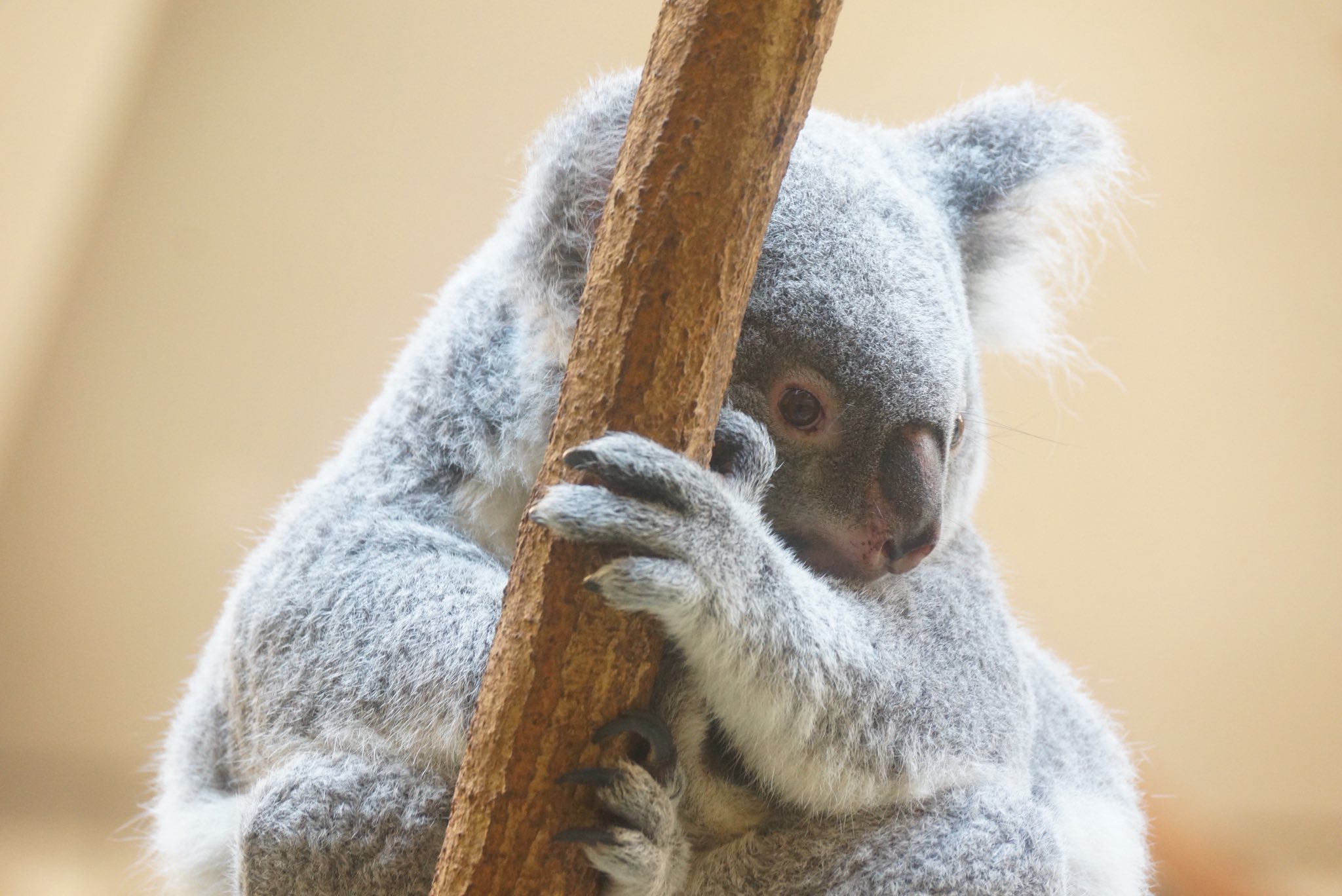 コアラ　他の方はご遠慮願います おつかれモードのオウカちゃん🐨🌸 20250809 🙅‍♀️無断転載