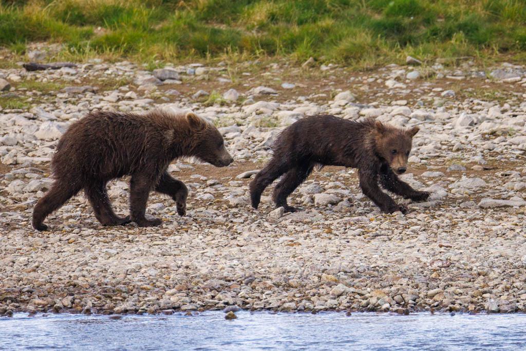 TroyDeclan's tweet photo. One of these cubs was much smaller than the other. They were quite bonded to each other though as the big "brother" waited for the little one after a river crossing. Katmai NPP #Alaska https://t.co/V8UzJltWm2