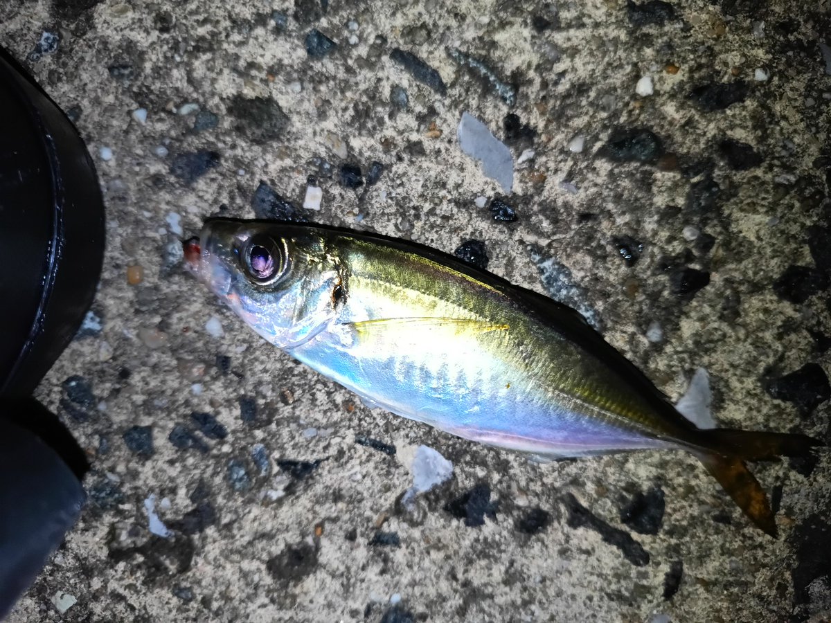 メバリングのつもりがアジングになってしまった
メバルは当たりなくその代わりアジのあたりは結構当たりもありアジングタックル持ってくれは良かった感じる瞬間でした〜

#アジ
#鯵
#アジング
#アジング好きと繋がりたい 
#月下美人
#ブーティシェイク
#マグバイト
#知多アジング
#知多半島