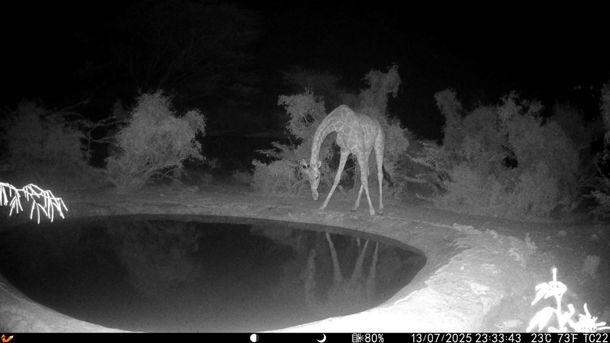 The Somali Giraffe Project uses community-led conservation, remote camera traps, and research to monitor reticulated giraffes in northern Kenya, capturing rare insights into their nocturnal behavior, water usage, and promoting local stewardship to protect this endangered species.