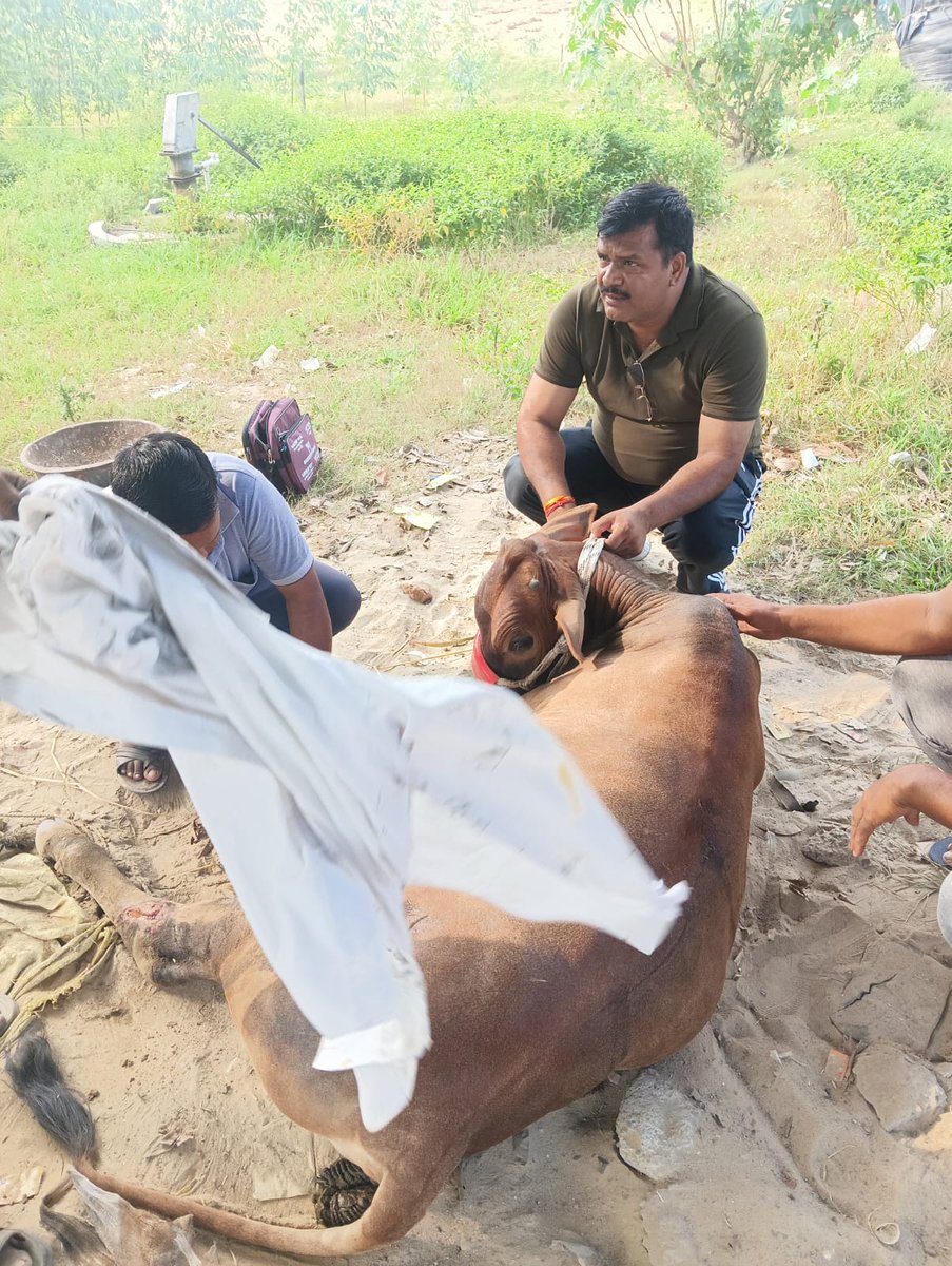 #बदायूं थाना बिनवार प्रभारी महोदय ने एक्सीडेंट में चोटिल एक गौवंश का उपचार कराया और उसे अपनी निगरानी में ही रखा, स्वस्थ होने के बाद उसे स्वतंत्र किया, श्री राजेंद्र सिंह सर के इस मनावीय कार्य के लिए मैं नमन करता हूँ। पुलिस में तैनात ऐसे सच्चे पुलिसकर्मियों के लिए उच्च अधिकारियों