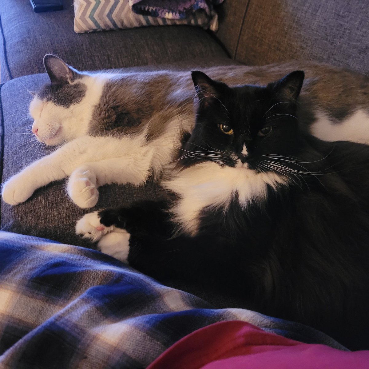 Mark H. Rodgers tweet media