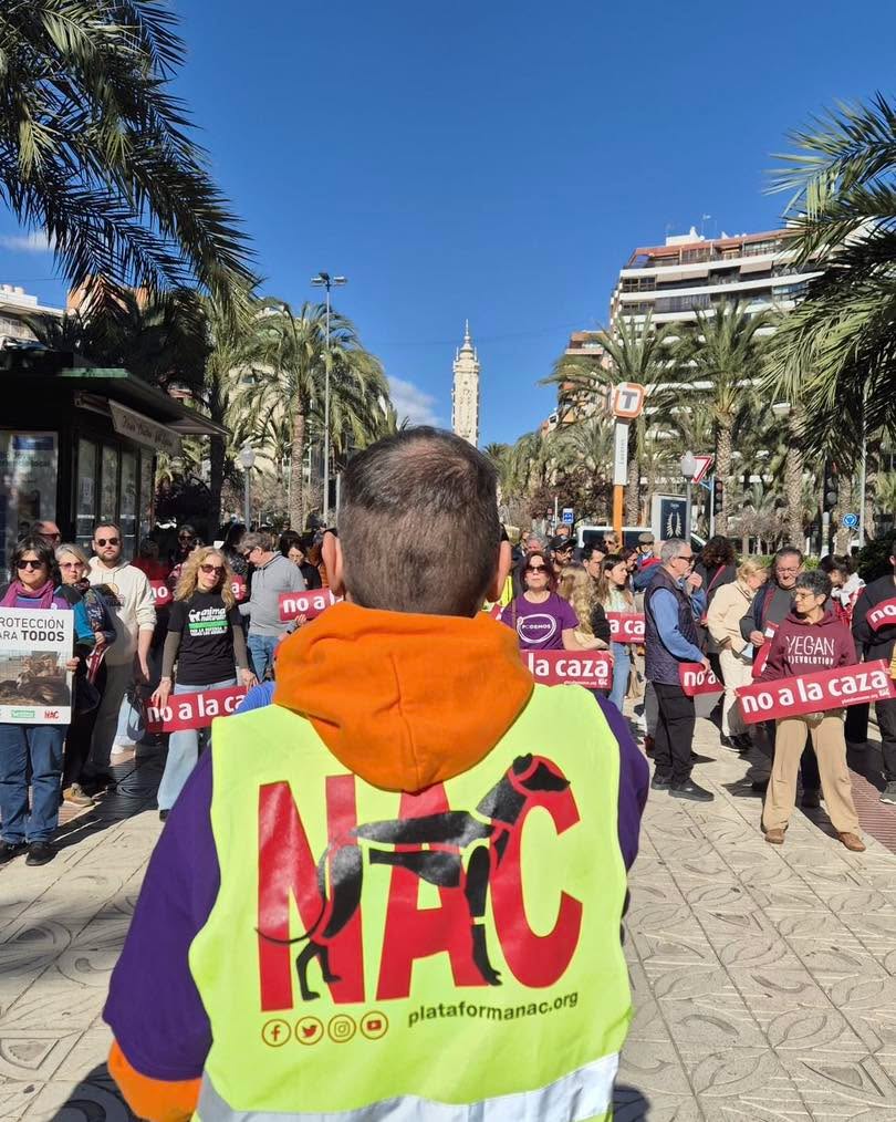 📢 ¡Los animales te necesitan!
👫👭👬Súmate como voluntari@ a PlataformaNAC rellenando el formulario que encontrarás en la web  plataformanac.org

📸Imagen de la manifestación #NoALaCaza 2025, #Alicante