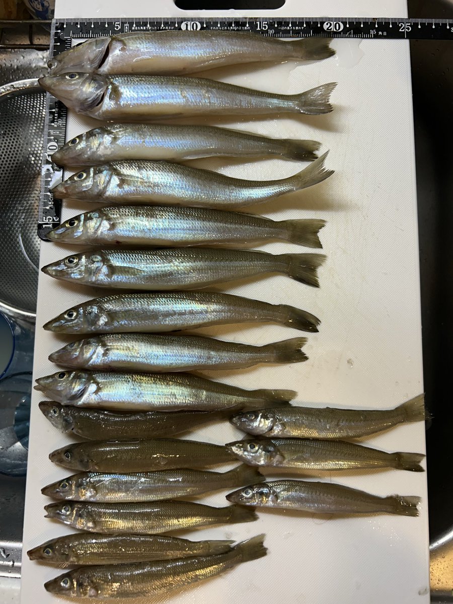 MaassaaMaassaa's tweet photo. 今日は午前中のみでホームに
調子良かったのですが、観光地引網が始まるから退けと言われ泣く泣く移動しても当たらず伸びず… https://t.co/7nKjtxO6gp